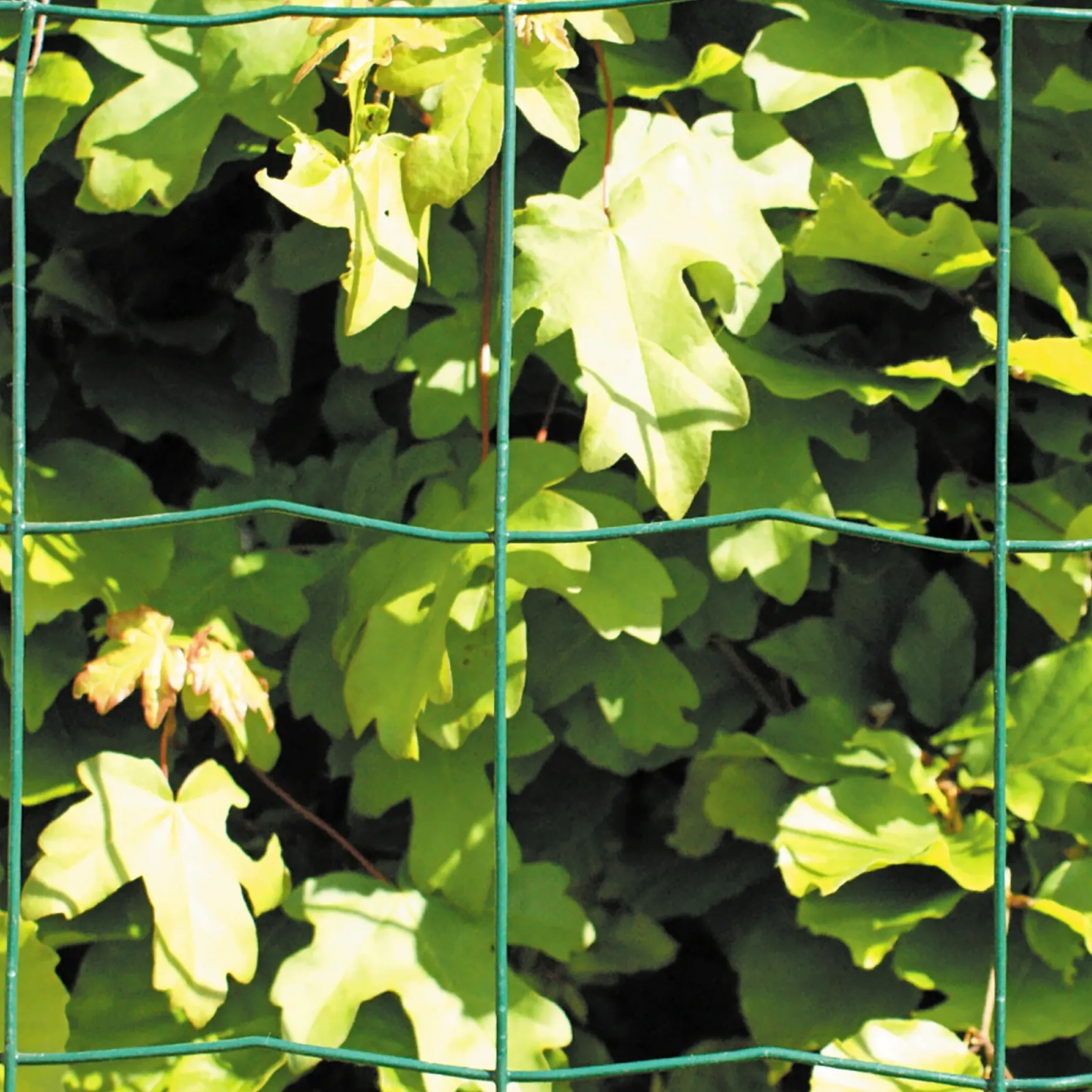 HORTUS PVC FRI TRÅDHEGN GRØN PLASTBELAGT 0.60 X 20 M